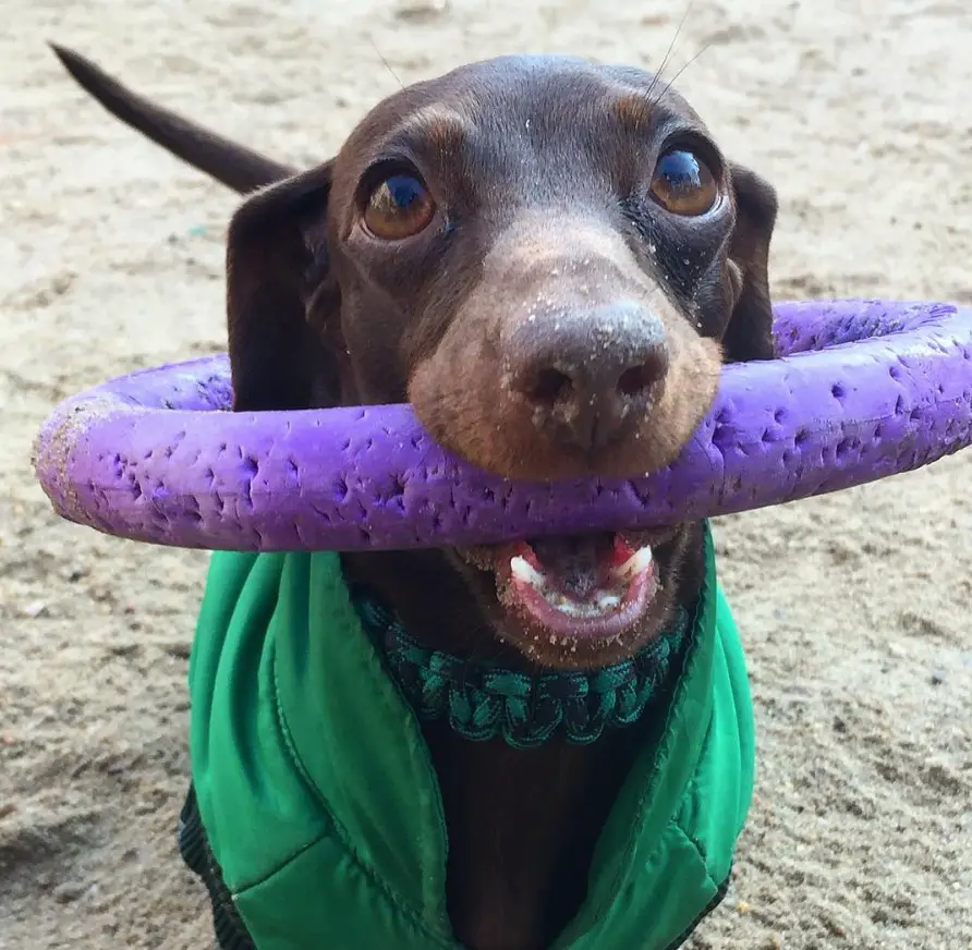 Dachshund standing in the sand while holding a ring chew toy around its face
