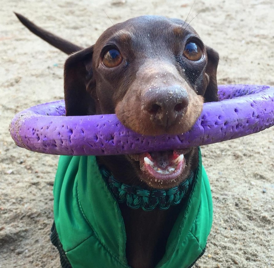 Dachshund standing in the sand while holding a ring chew toy around its face