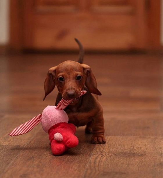 dachshund with a toy in its mouth