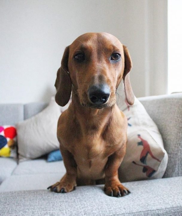 14 Reasons Why Dachshunds Make Your Life More Awesome Page 3 The Paws
