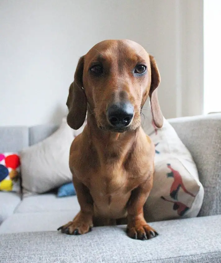Dachshund sitting on the couch while staring with its serious face