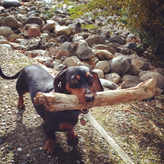 dachshund carrying in his mouth a big trunk