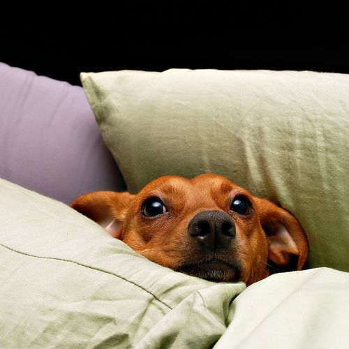 dachshund face in a pillow