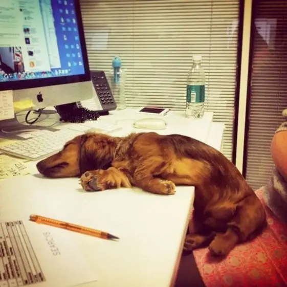 sleeping dachshund in an office table