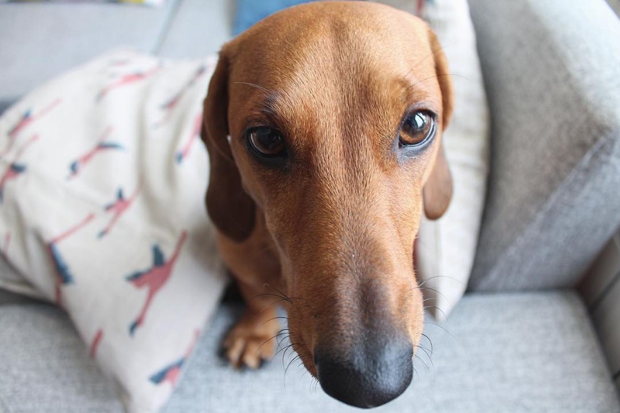 Dachshund on the couch with its feet placed on the arm of the couch while staring with its begging eyes