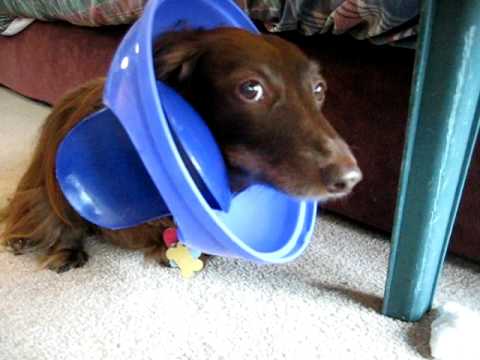 Dachshund sitting on the floor with the cover of the trashcan stuck in its head