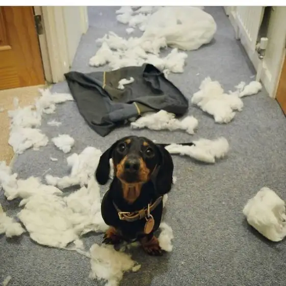 dachshund dog destroyed the tissue