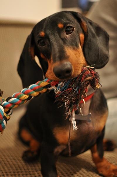 Dachshund sitting on the couch while chewing a tug toy