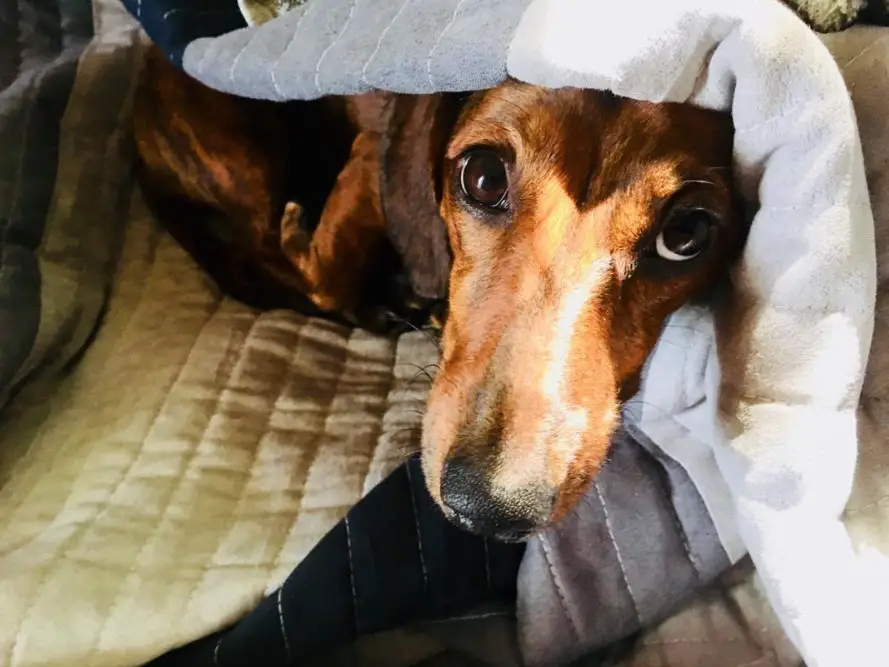 Dachshund lying on the bed while under the blanket