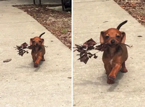 dachshund dog with a dried leaves