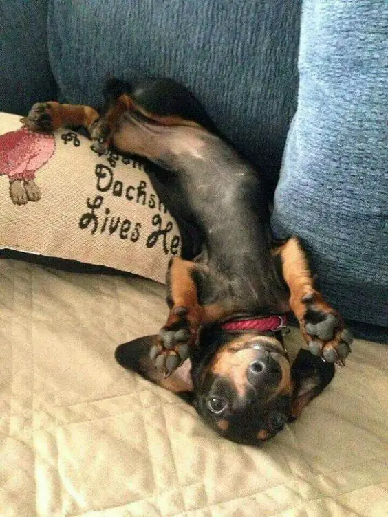 adorable Dachshund lying upside down on the couch