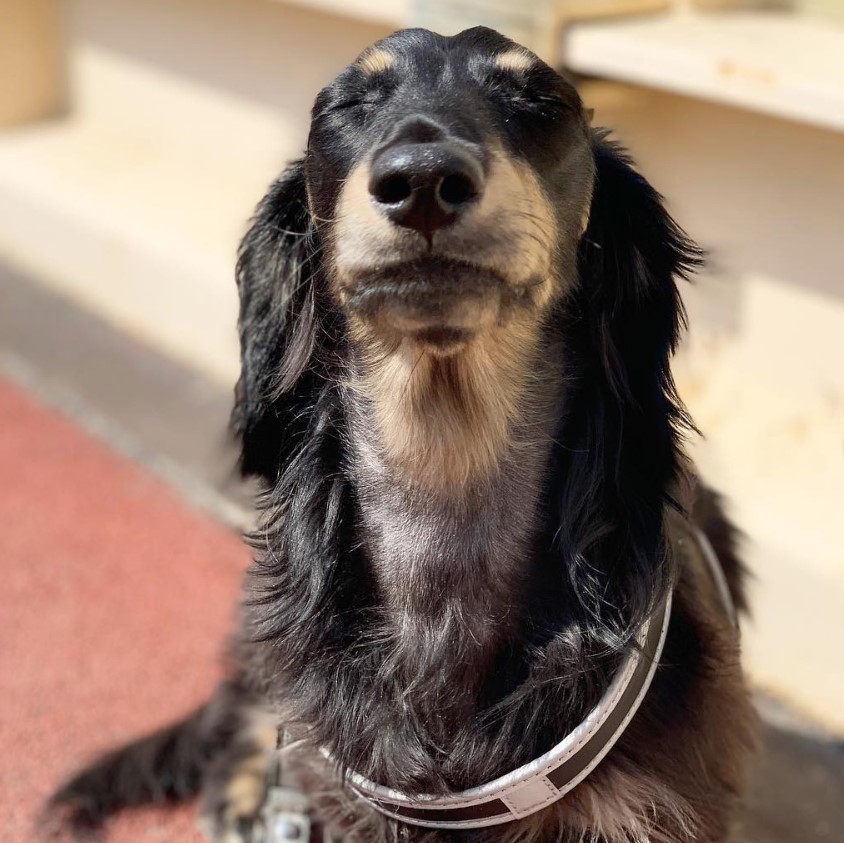 Dachshund lying on the stairway sunbathing with its closed eyes