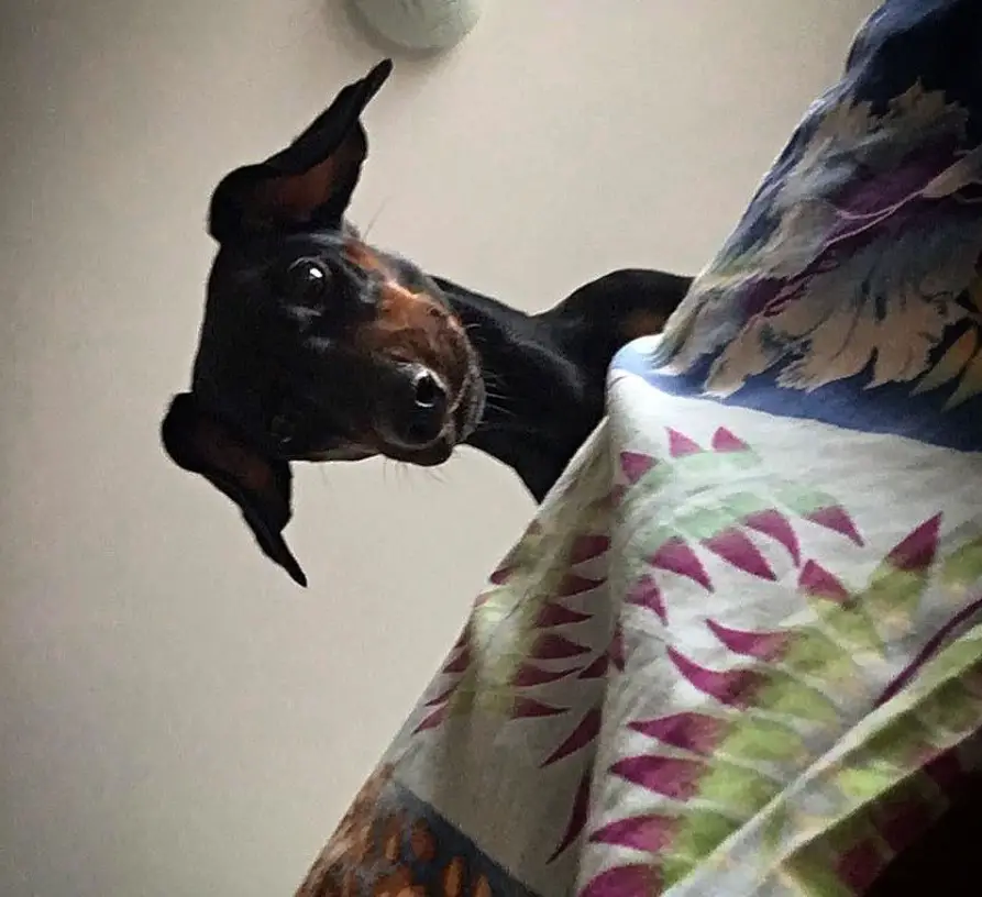 Dachshund on the bed while looking down