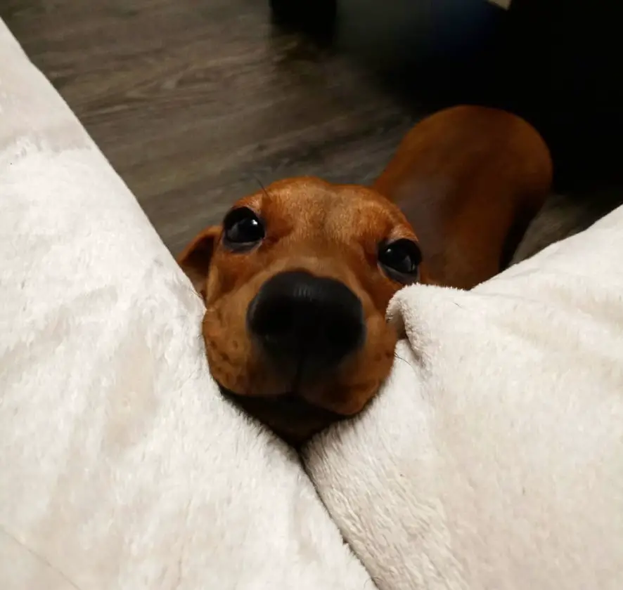 adorable begging face of Dachshund in between the corner of the 