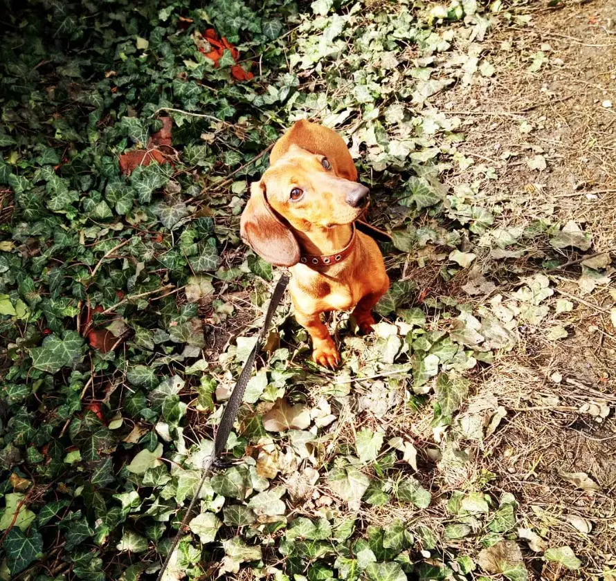 Dachshund sitting on the leaves on the ground under the sun