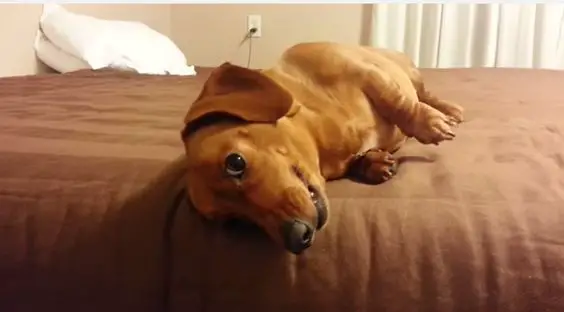 Dachshund lying on its side on top of the bed