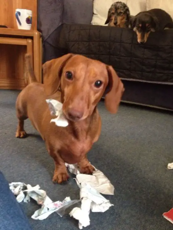 dachshund dog destroyed the tissue paper