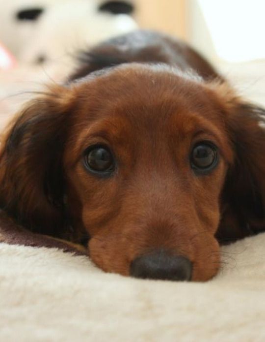 close up of a Dachshund lying down on the bed with its adorable face