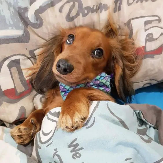 Dachshund snuggled with blanket on the bed while staring with its adorable eyes