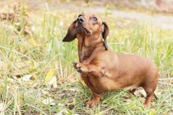 walking dachshunds in the grass