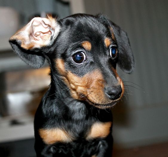 Dachshund puppy with its ears folded back