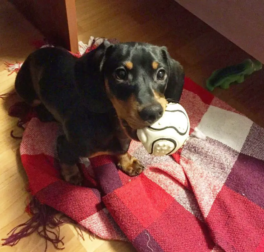 Dachshund standing on the blanket on the floor with a ball in its mouth
