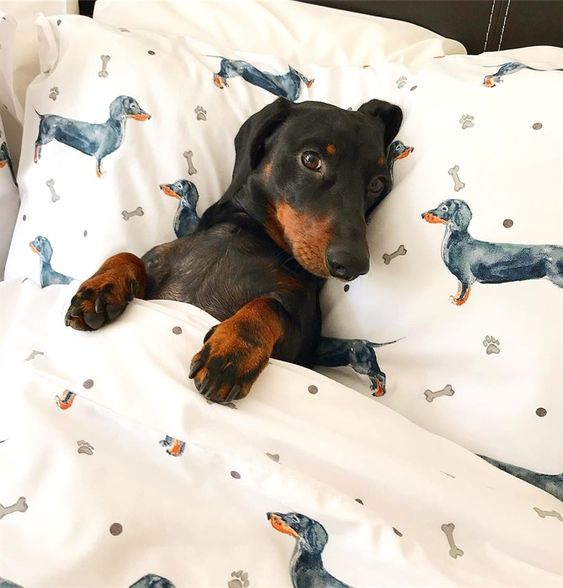 Dachshund snuggled up in blanket on the bed