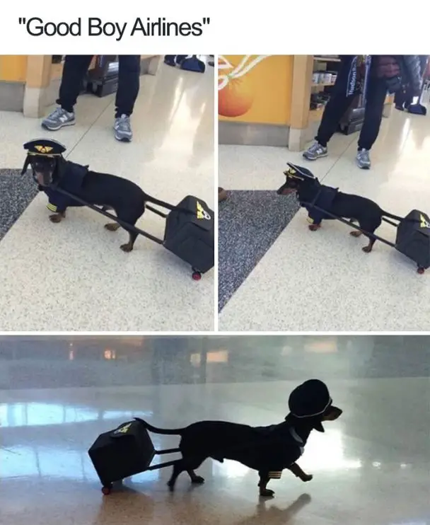 dachshund dog in the airport with a pilot outfit