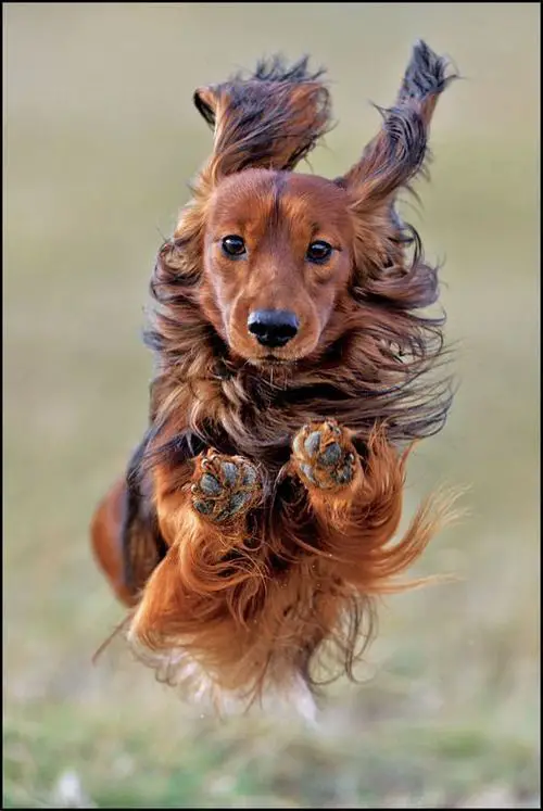 long haired Dachshund running in the lawn