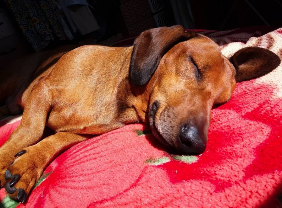 Dachshund sleeping on the bed under the sun