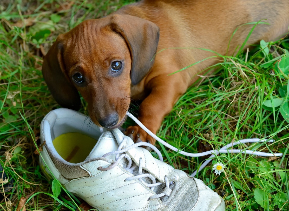 Dachshund lying on the grass while biting the lace of the shoe