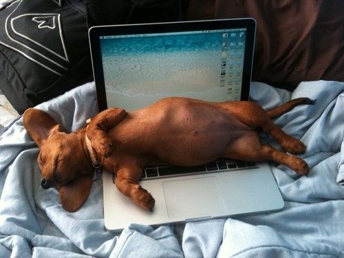 dachshund dog sleeping in laptop