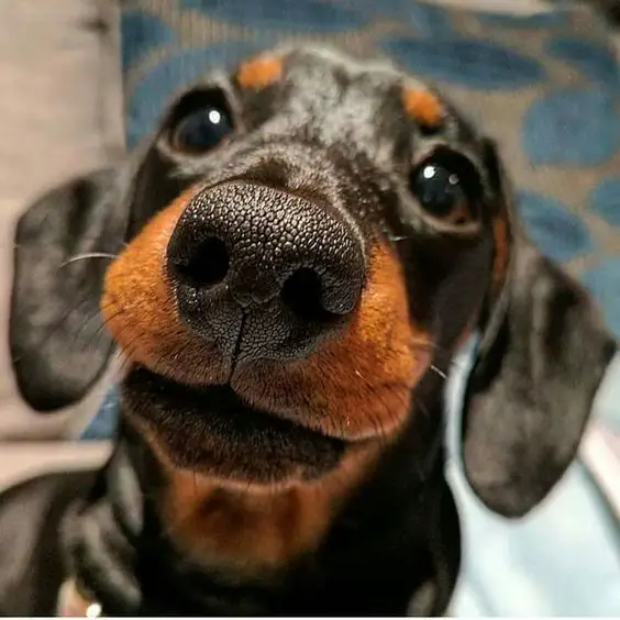 clos up of a Dachshund looking up with its begging face