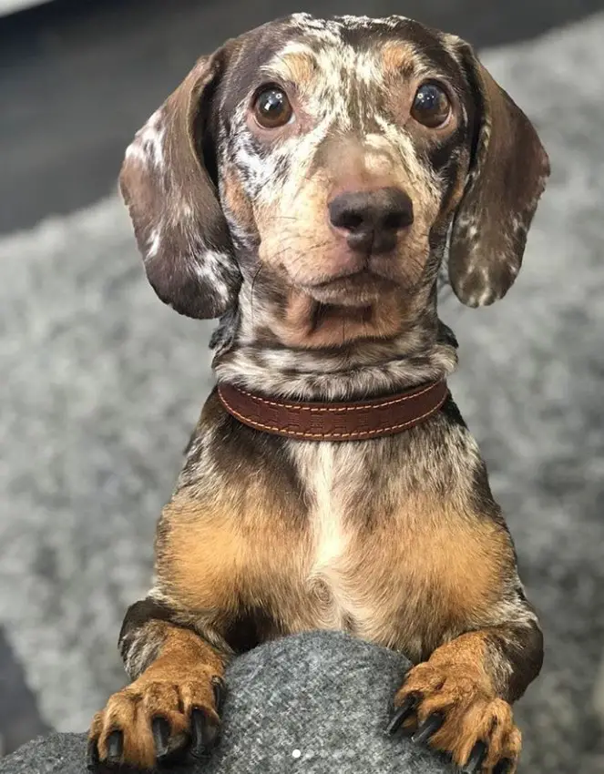 Dachshund standing up leaning on the couch with its begging face