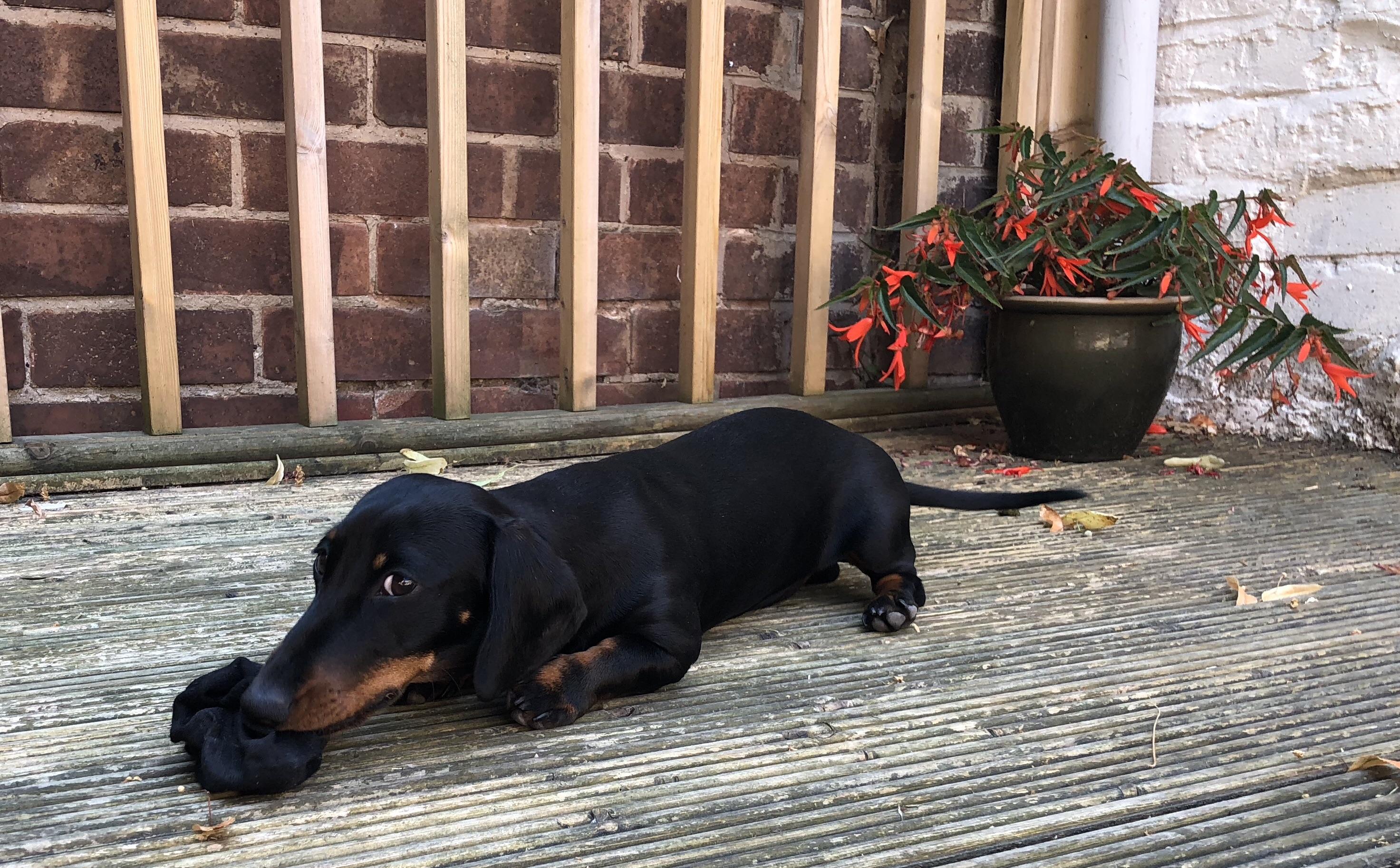 Dachshund lying down on the ground with black thing in its mouth