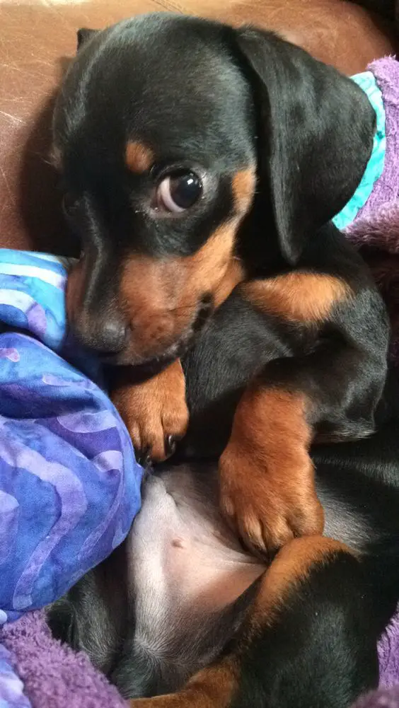 Dachshund puppy on its bed with its adorable face and round eyes