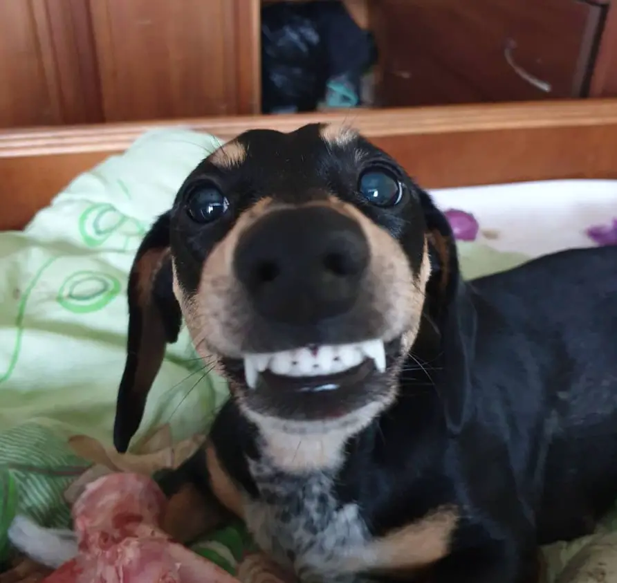 Dachshund lying on the bed while smiling with its full teeth
