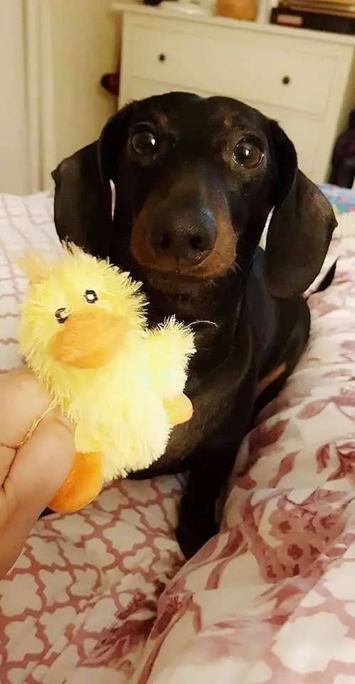 showing a yellow duck stuffed toy to a Dachshund lying on the bed while staring with its adorable eyes