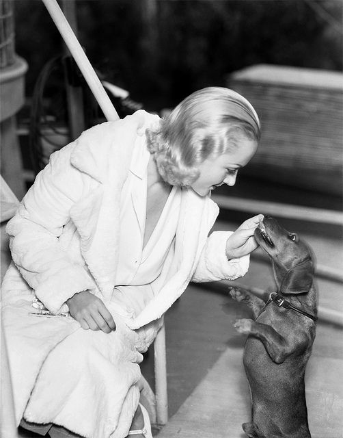 Carole Lombard giving some treats to her standing up Dachshund