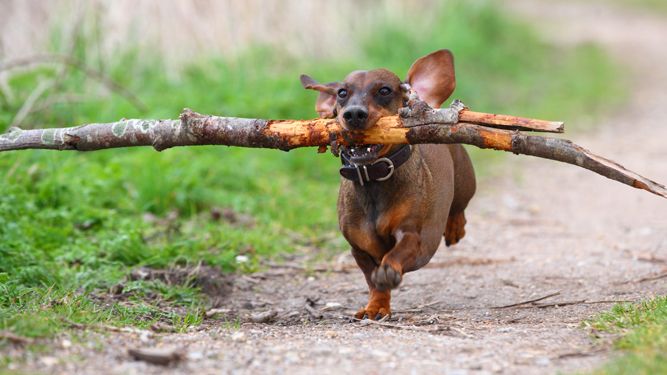 Dachshund running with a stick in its mouth