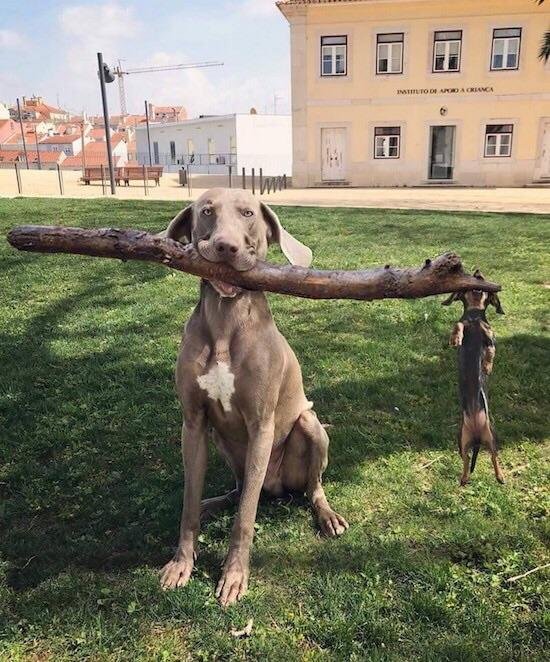 a big dog sitting on the grass with a branch of a tree in its mouth while a Dachshund is hanging from biting the end of the branch