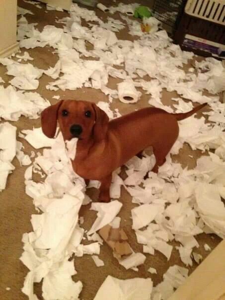 Dachshund with a torn tissue paper in its mouth while standing on the floor with scattered and torn tissue papers.