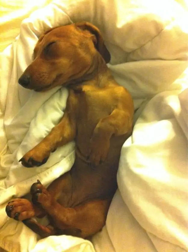 Dachshund soundly sleeping on the bed