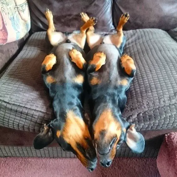two Dachshunds lying on its back with its legs spread open next to each other