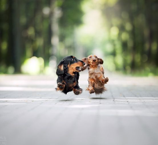 running dachshund dogs