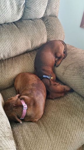 two Dachshund curled up sleeping in opposite direction on the sofa
