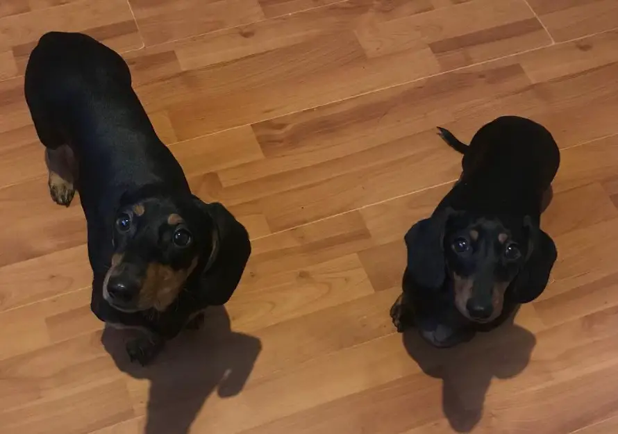 Dachshund standing on the floor while looking up with their begging face