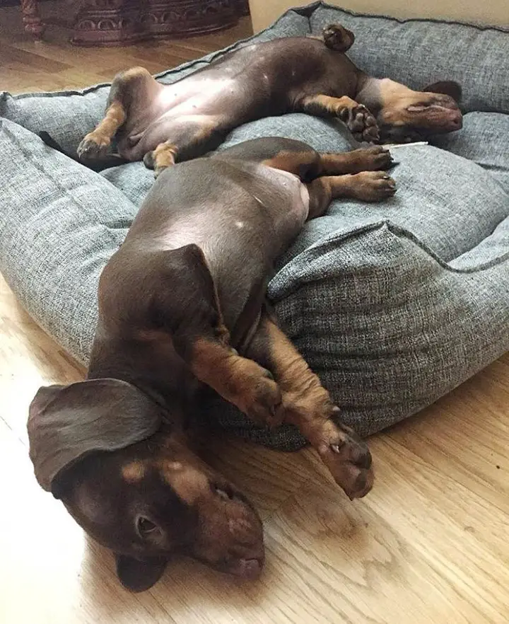 two Dachshunds sleeping soundly in their bed