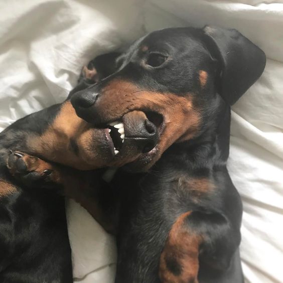 Dachshund eating the face of another Dachshund