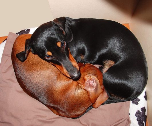 two Dachshunds curled up together on its bed